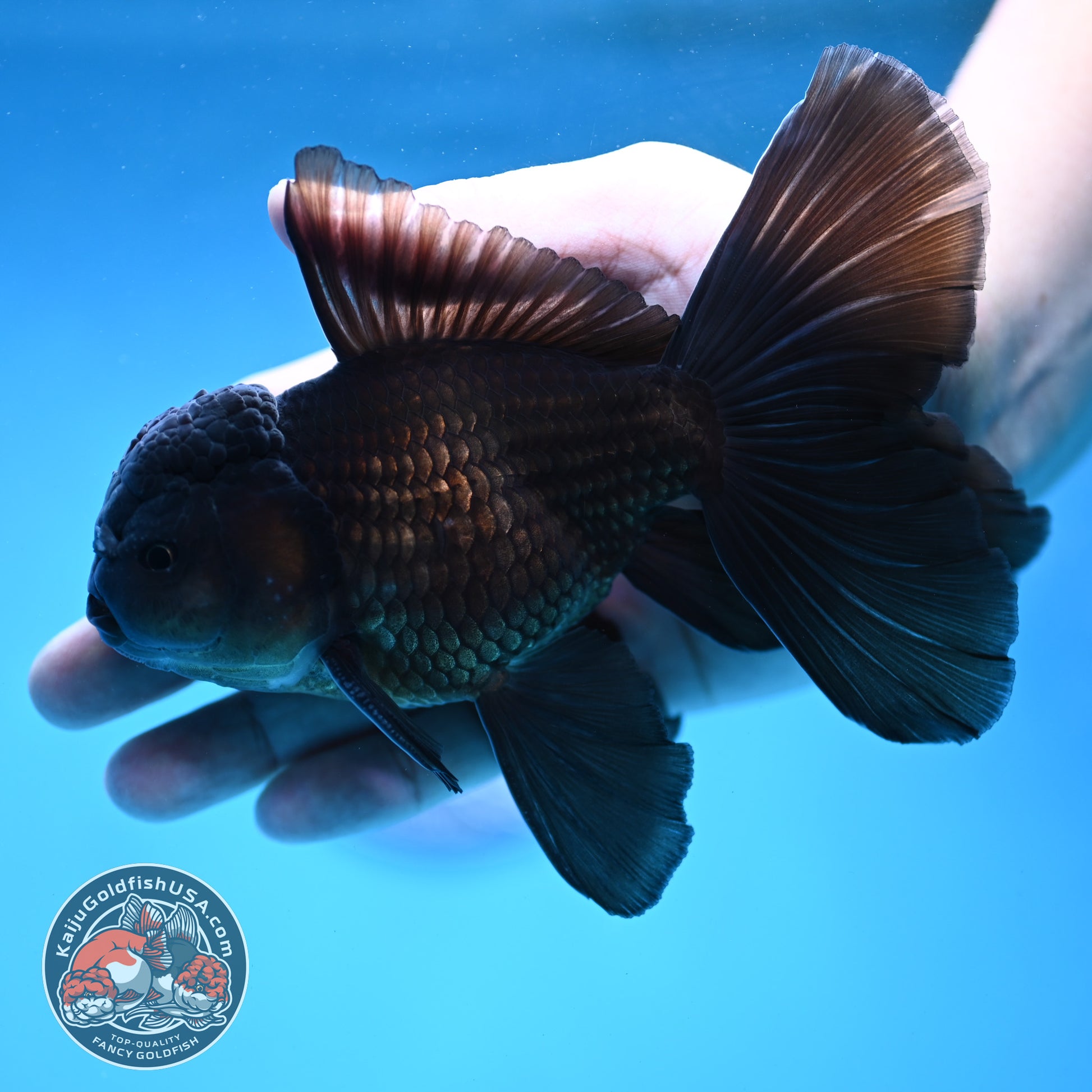 Black Orchid Tail Oranda 4 inch Body (260109_OR24)