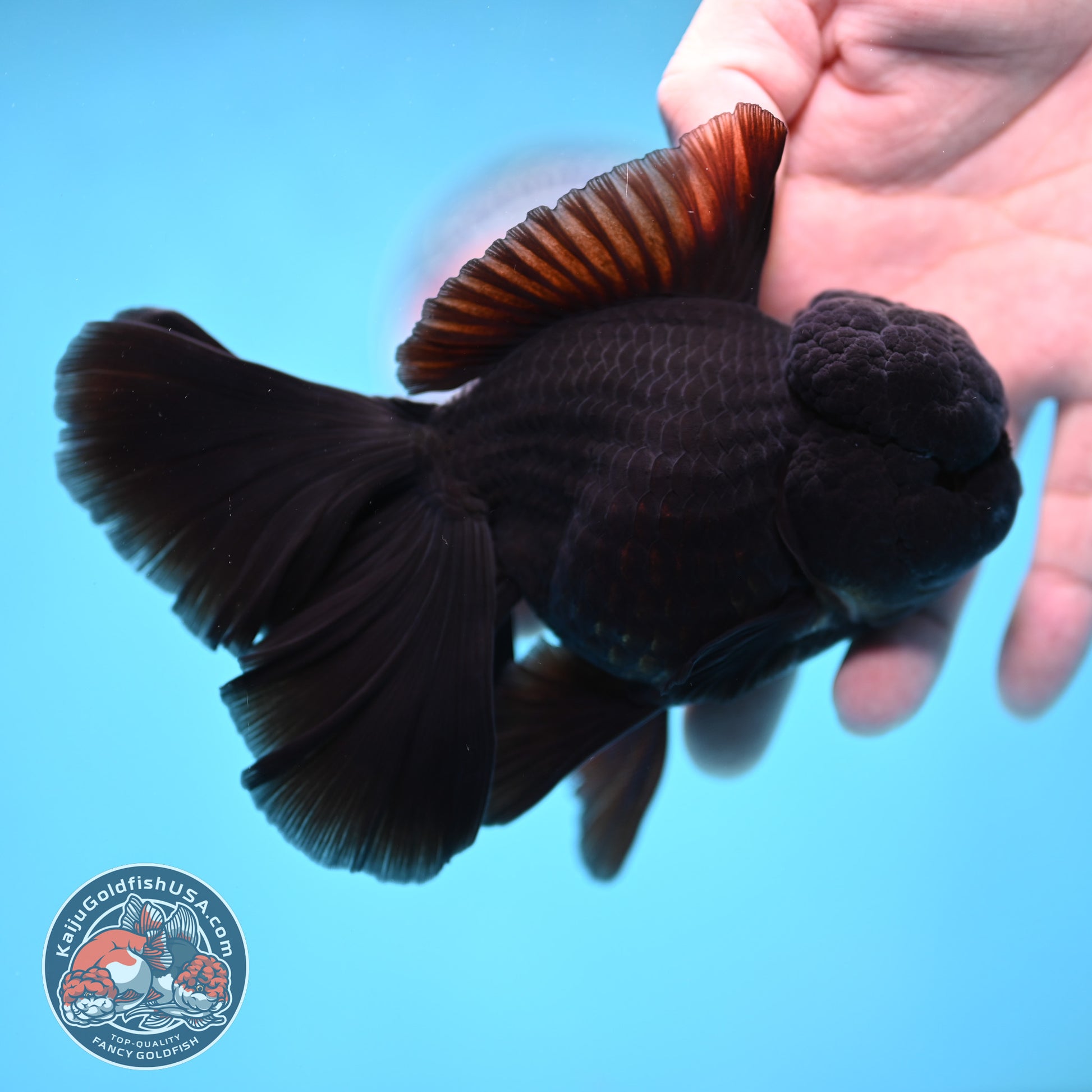 Black Orchid Tail Oranda 4 inch Body (260220_OR03)