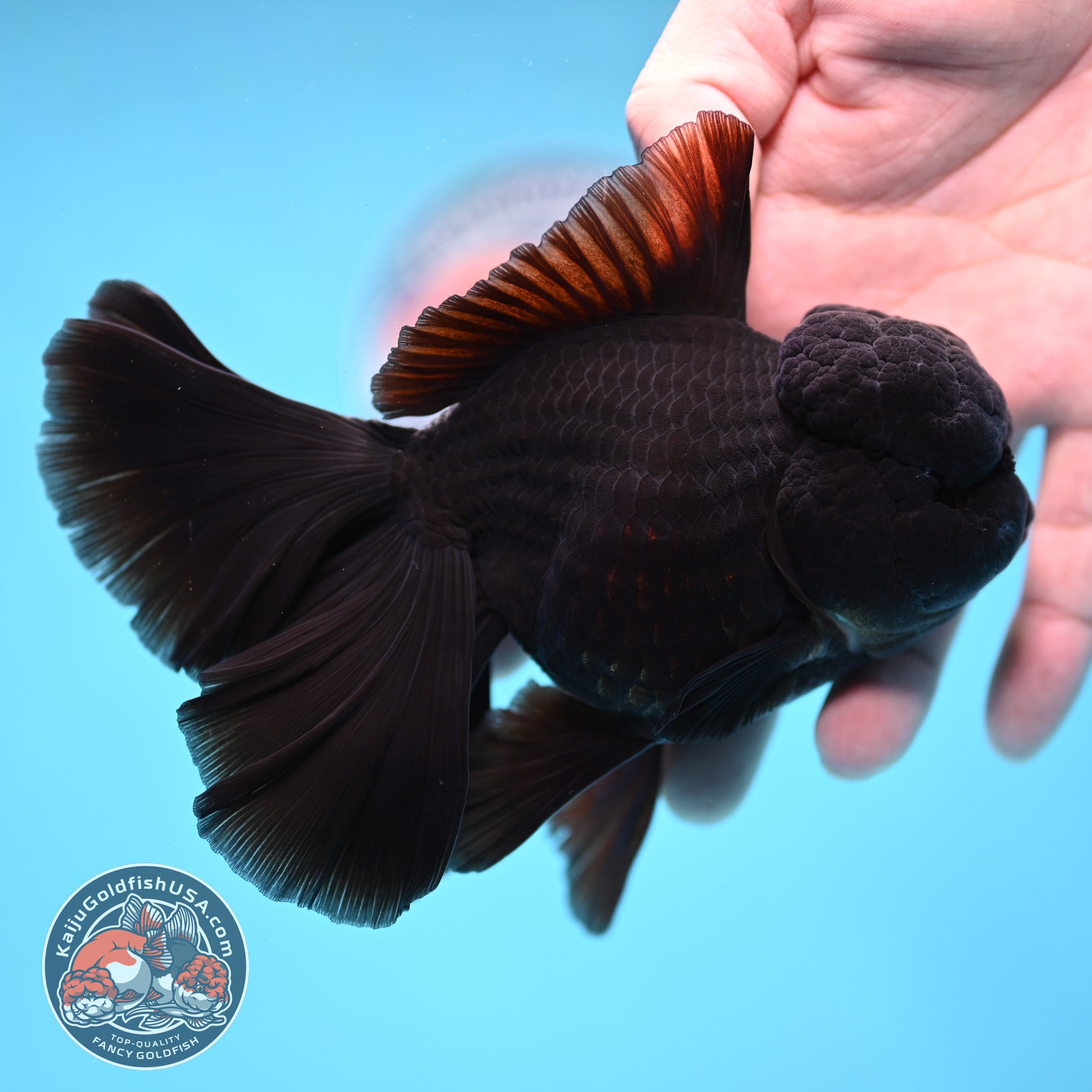 Black Orchid Tail Oranda 4 inch Body (260220_OR03)