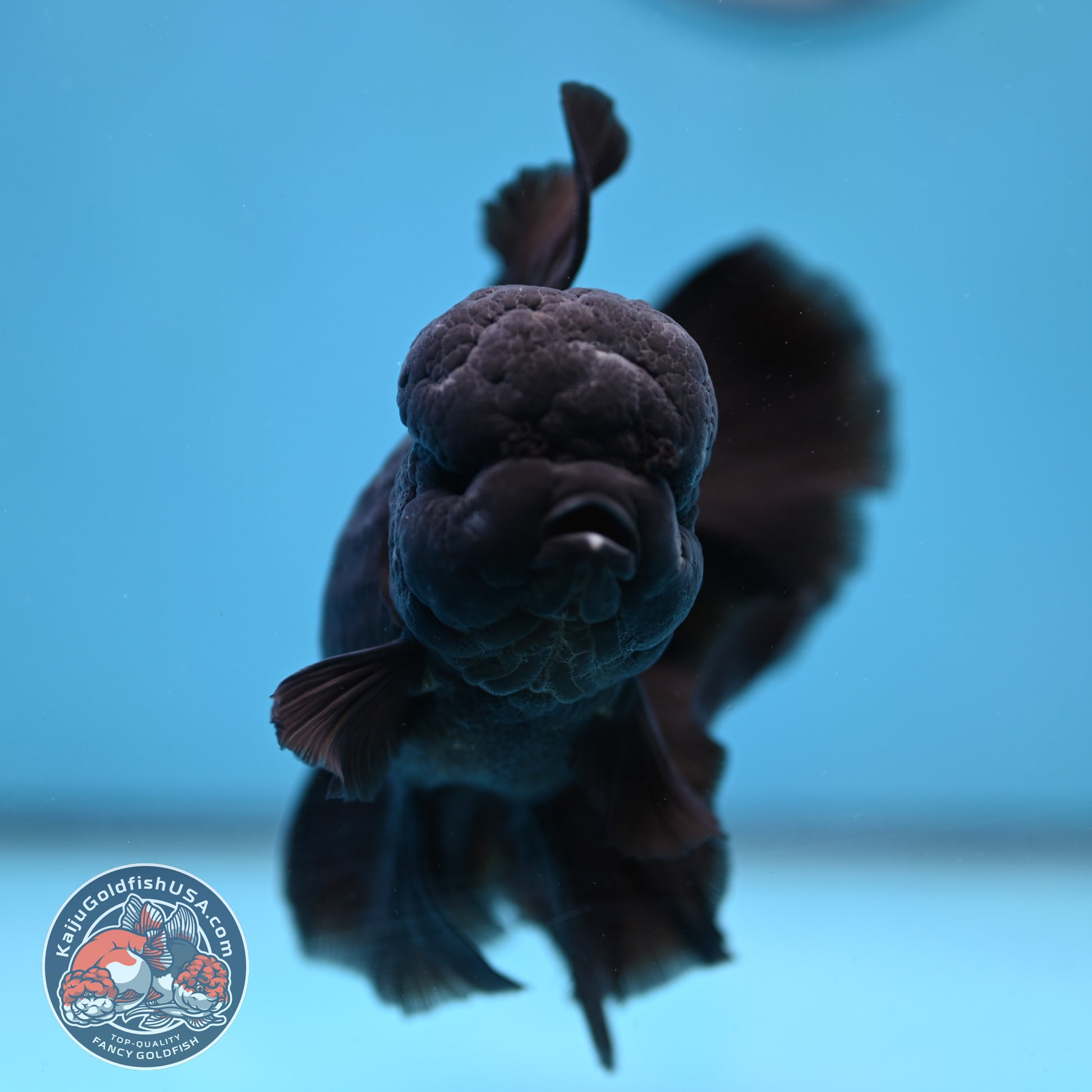 Black Orchid Tail Oranda 4 inch Body (260220_OR03)