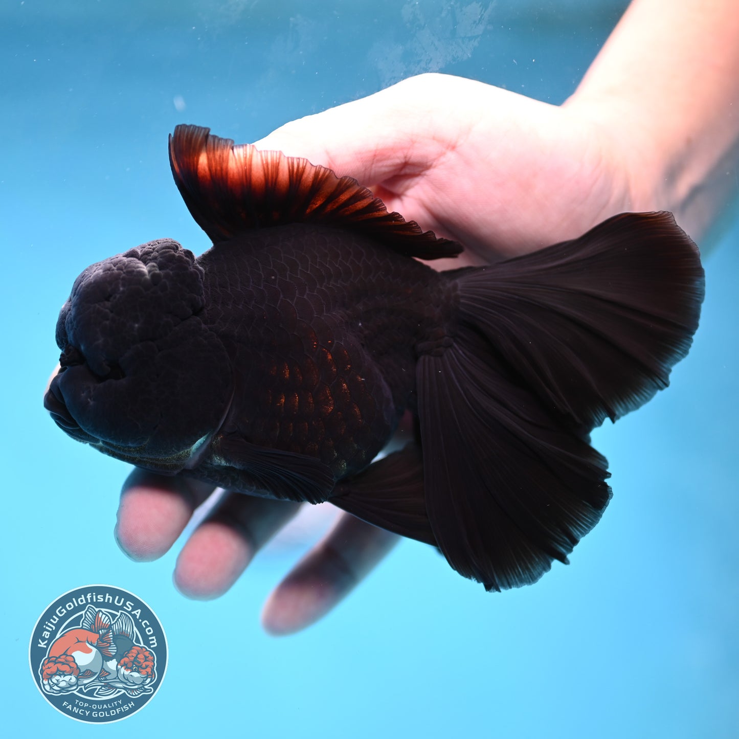 Black Orchid Tail Oranda 4 inch Body (260220_OR03)