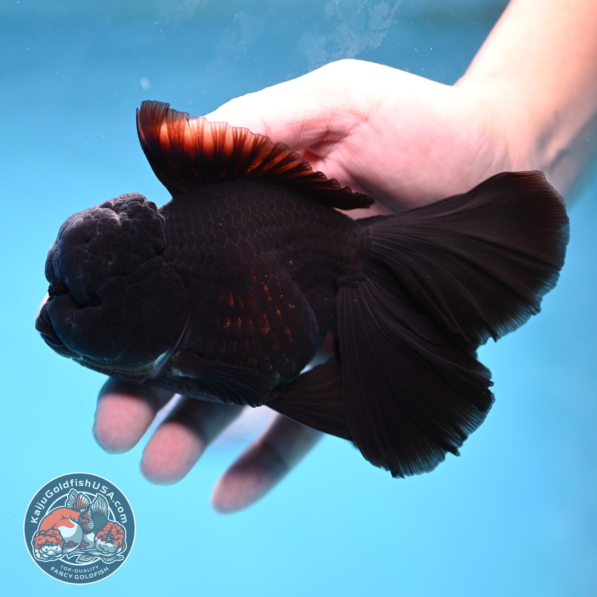 Black Orchid Tail Oranda 4 inch Body (260220_OR03)