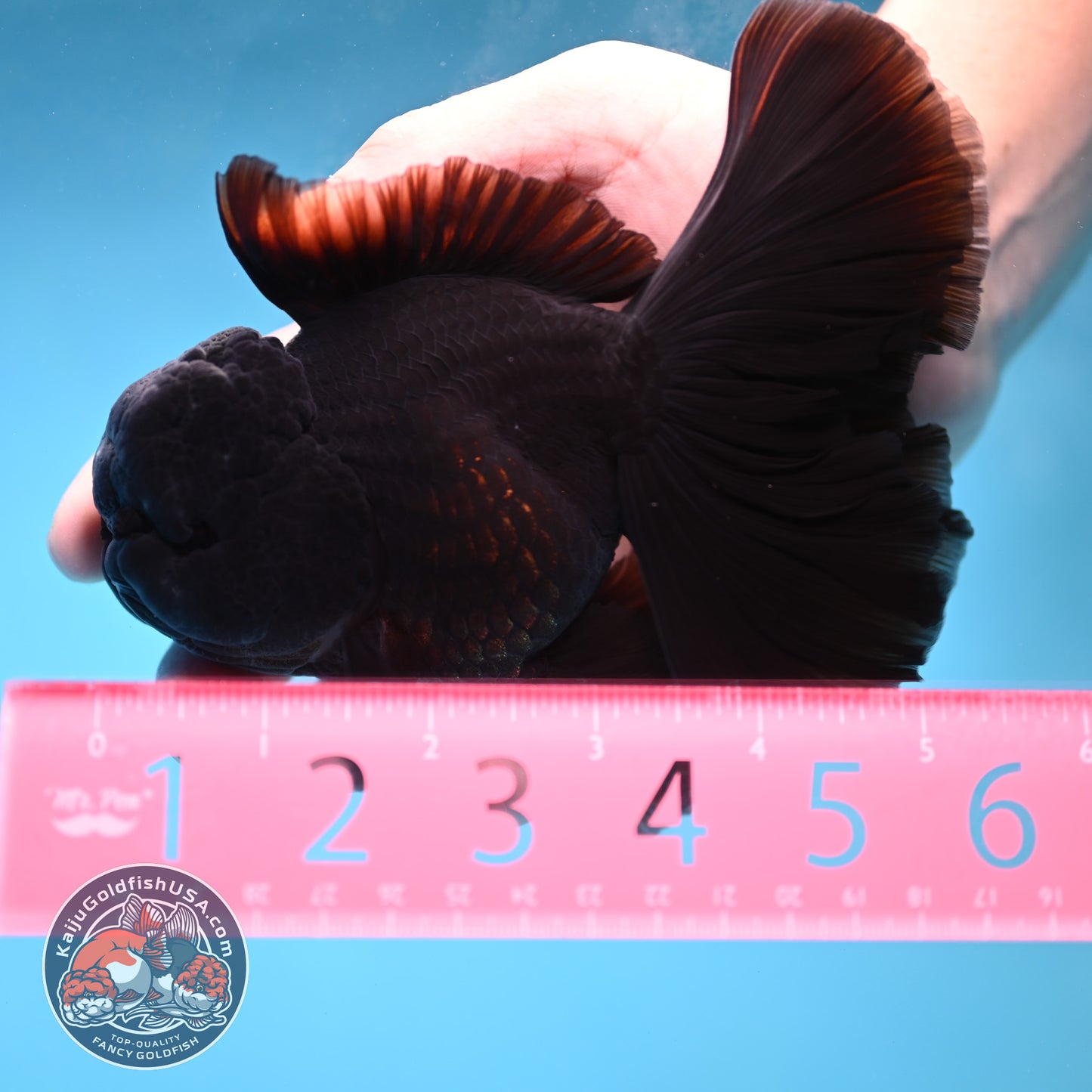 Black Orchid Tail Oranda 4 inch Body (260220_OR03)