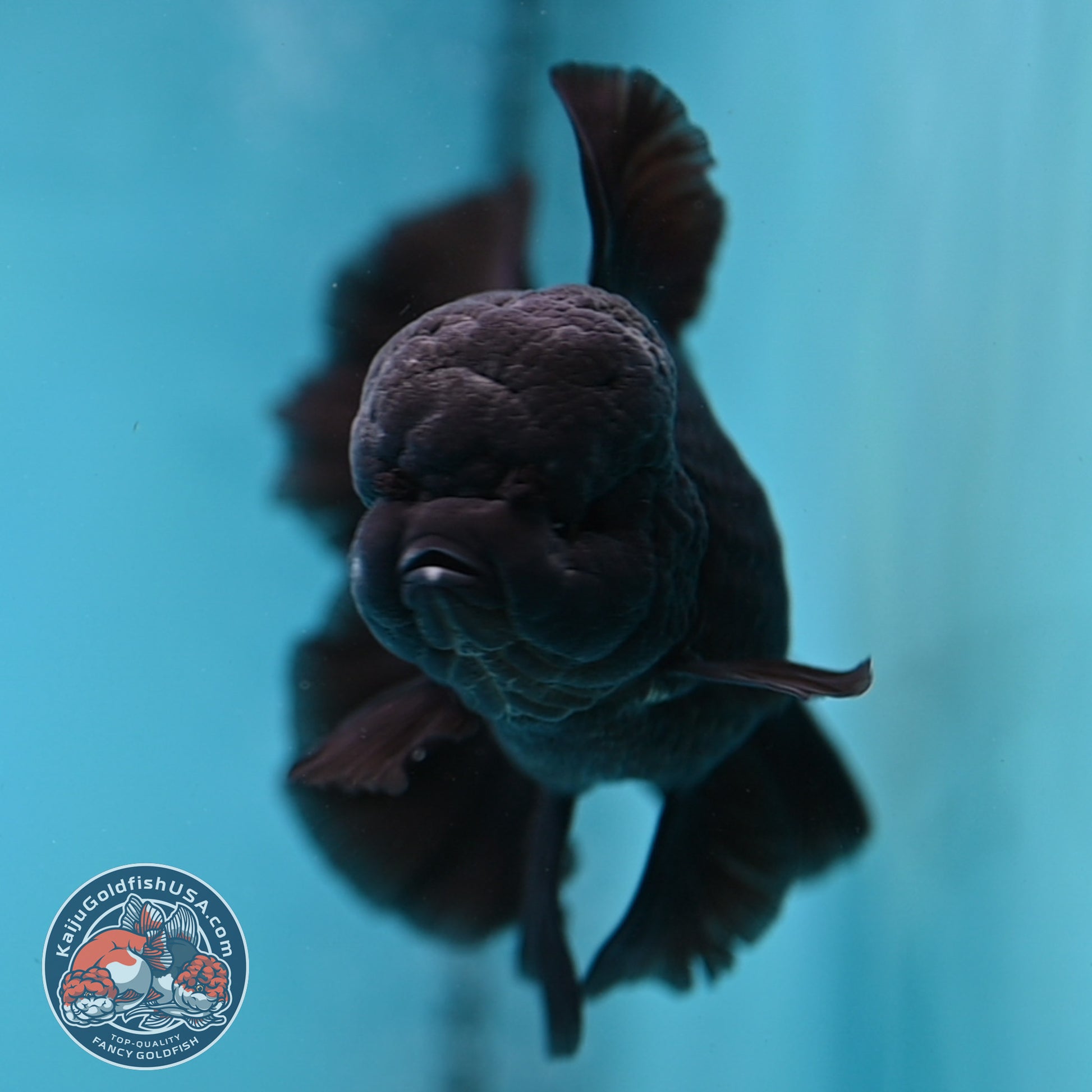 Black Orchid Tail Oranda 4 inch Body (260220_OR03)