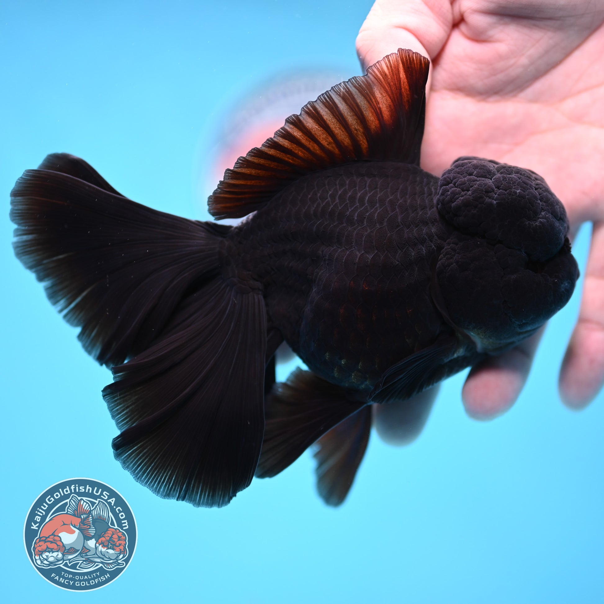 Black Orchid Tail Oranda 4 inch Body (260220_OR03)