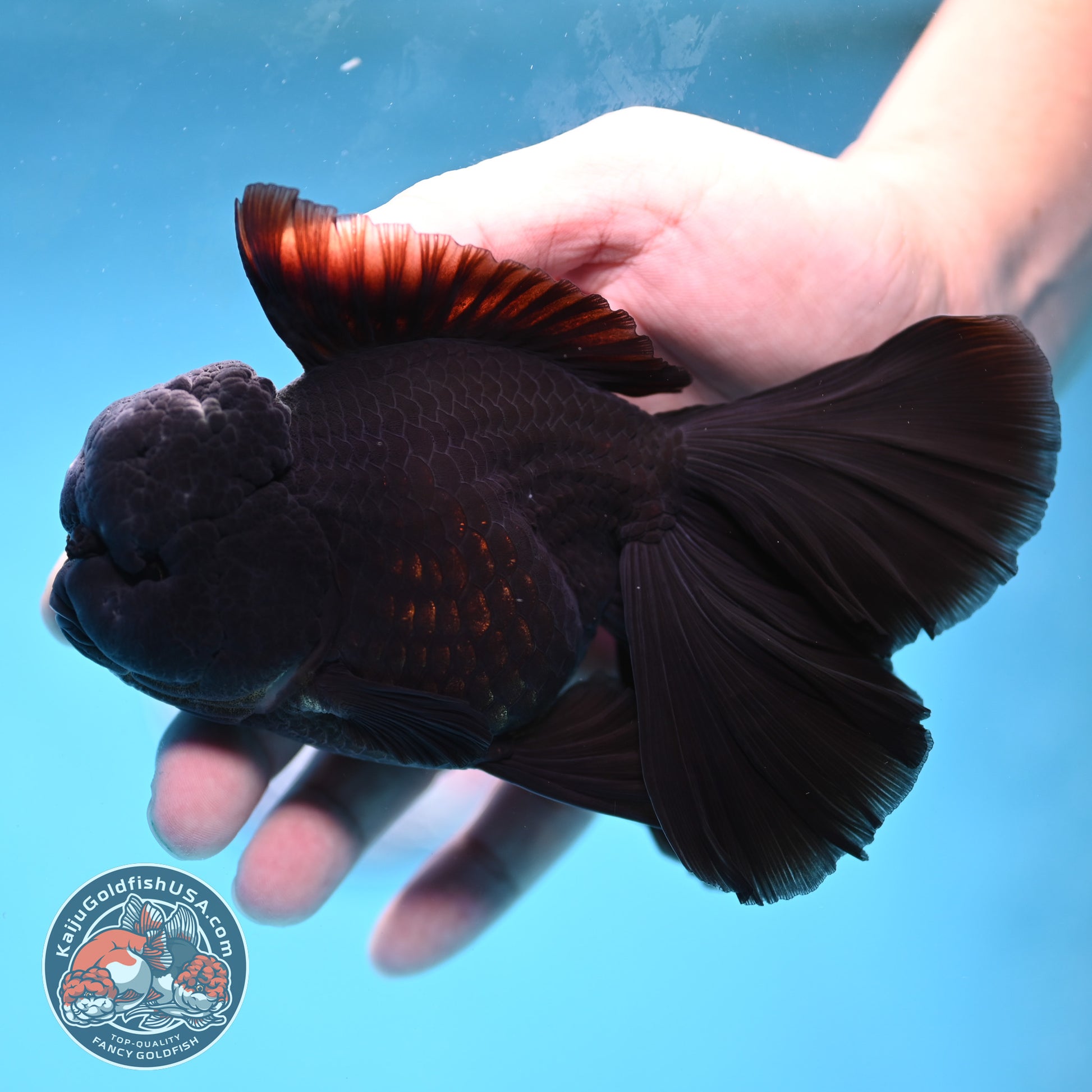 Black Orchid Tail Oranda 4 inch Body (260220_OR03)