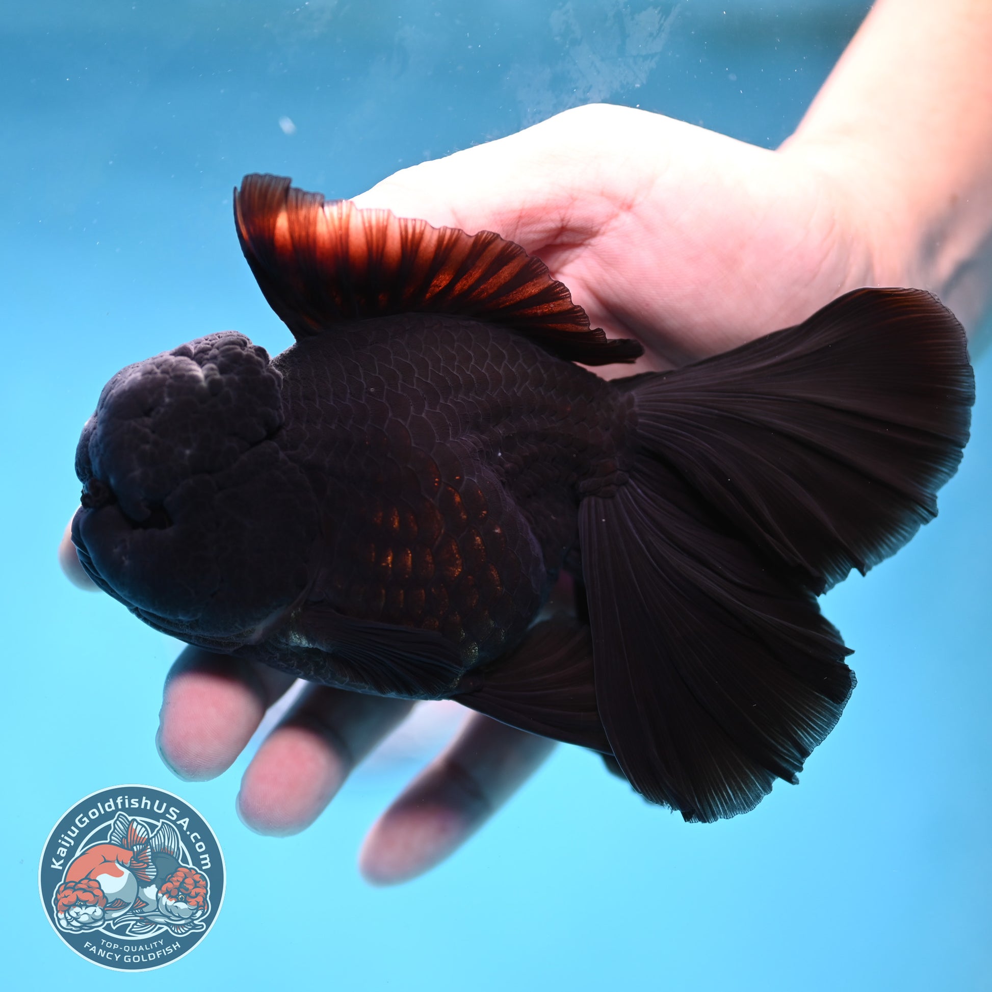 Black Orchid Tail Oranda 4 inch Body (260220_OR03)