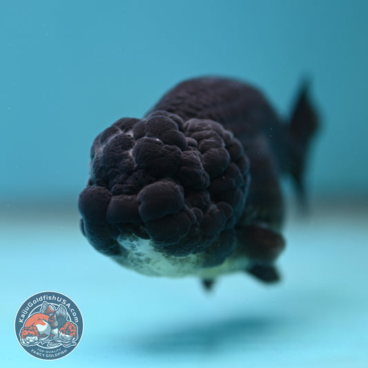 Black Ranchu 3.5 inch Body (260130_RC09)