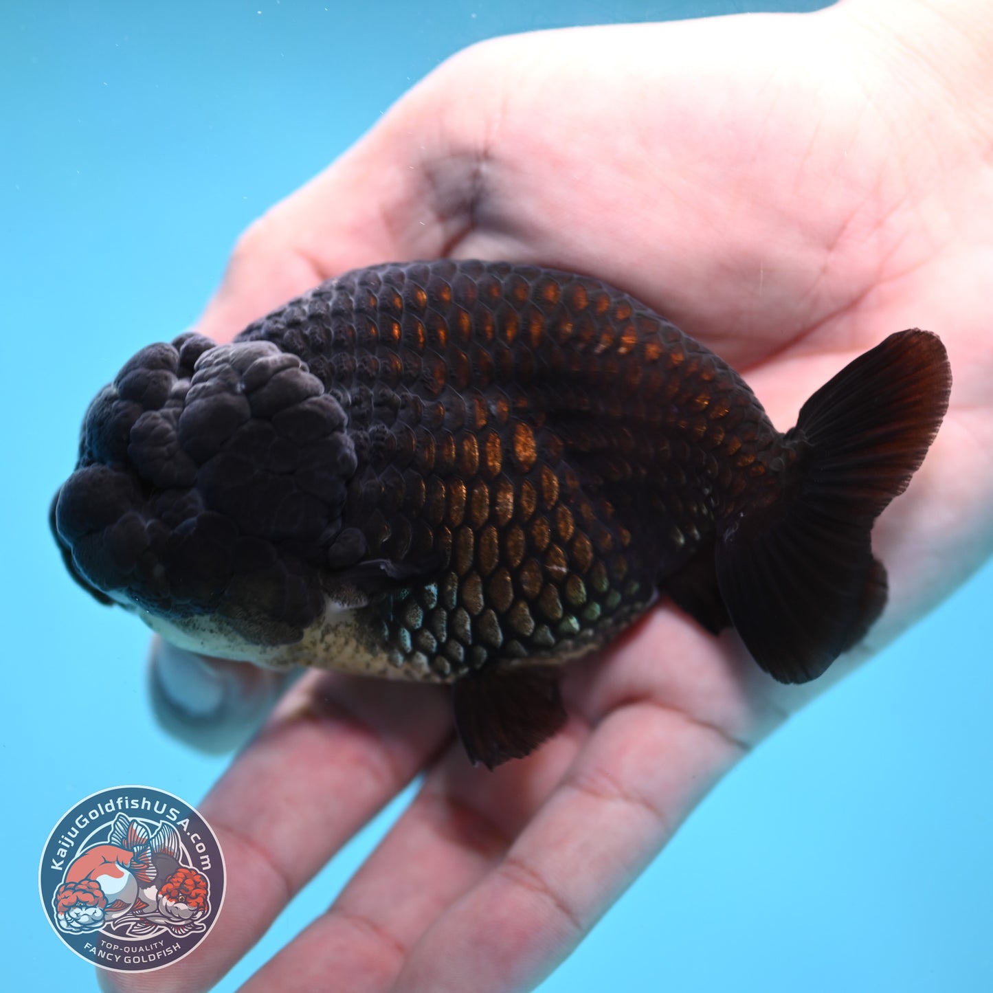 Black Ranchu 3.5 inch Body (260130_RC09)