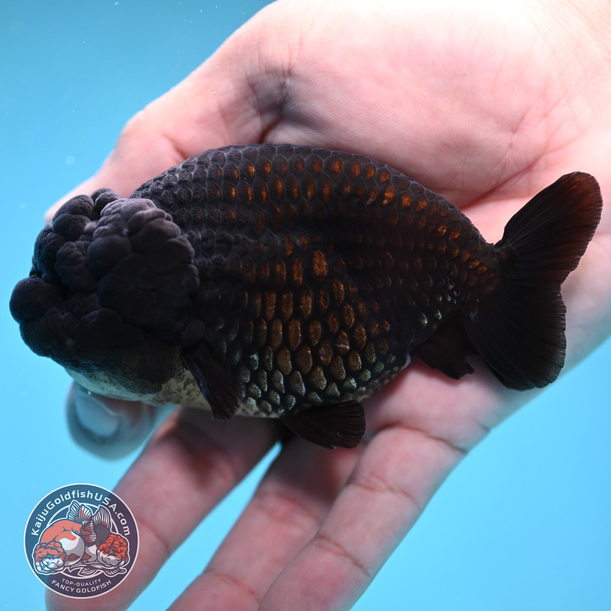 Black Ranchu 3.5 inch Body (260130_RC09)