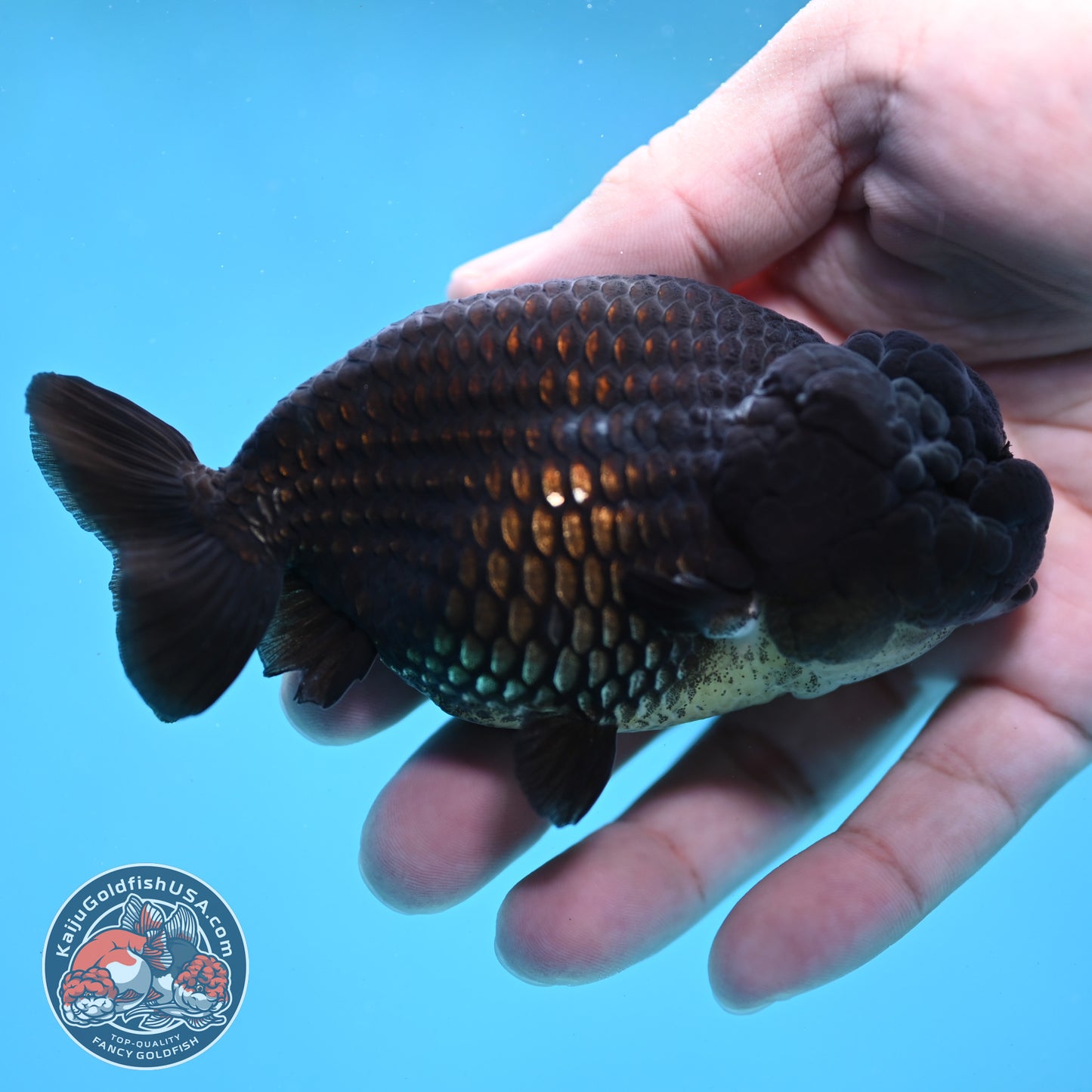 Black Ranchu 3.5 inch Body (260130_RC09)
