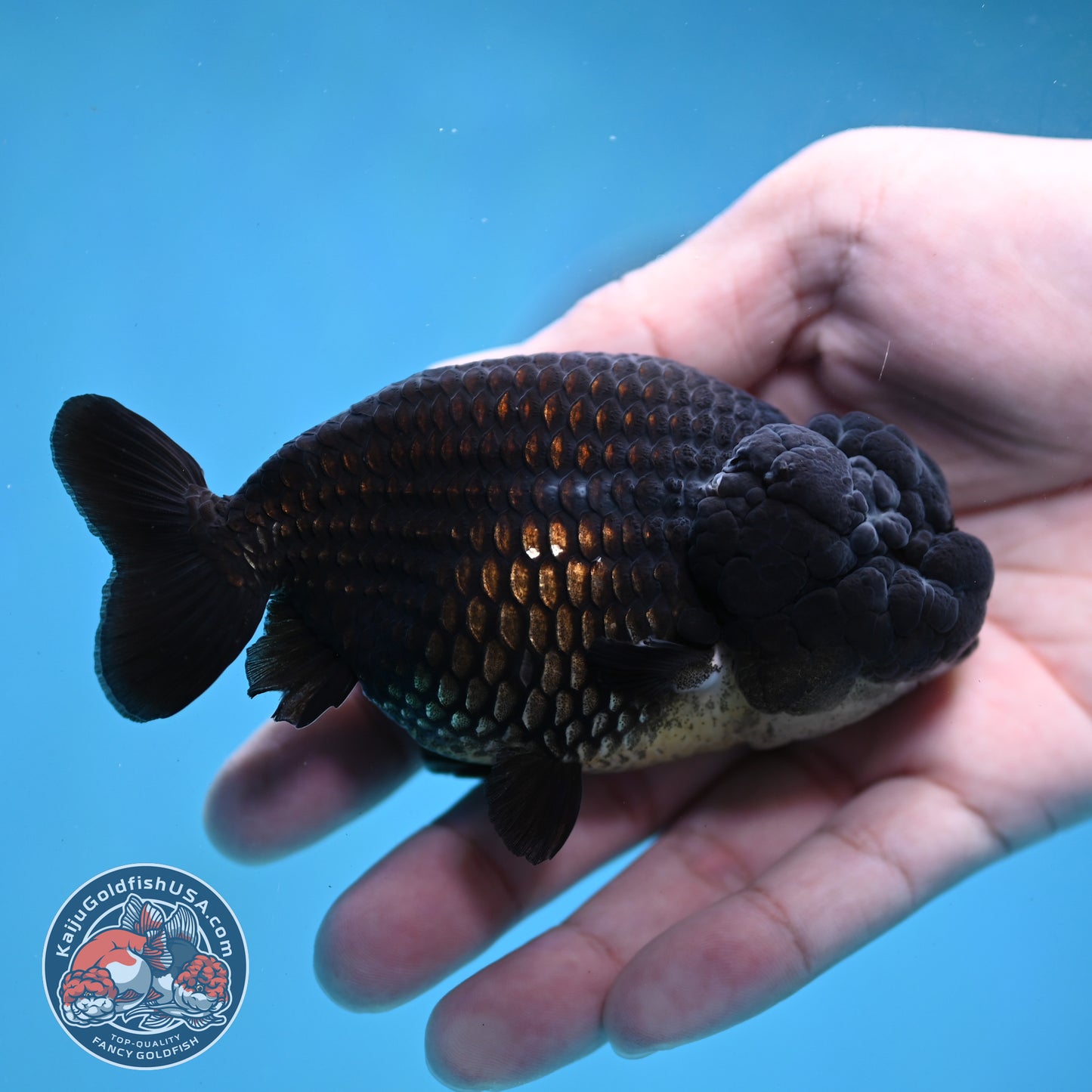 Black Ranchu 3.5 inch Body (260130_RC09)