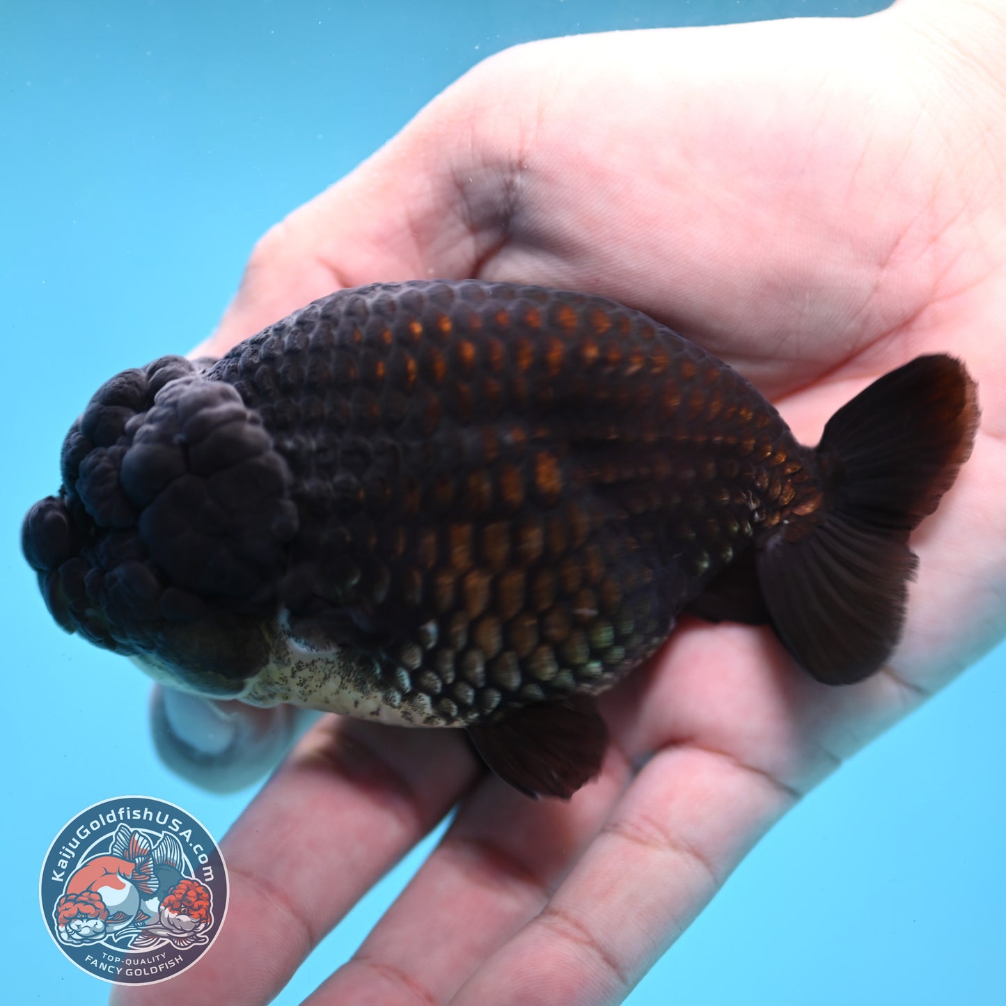 Black Ranchu 3.5 inch Body (260130_RC09)