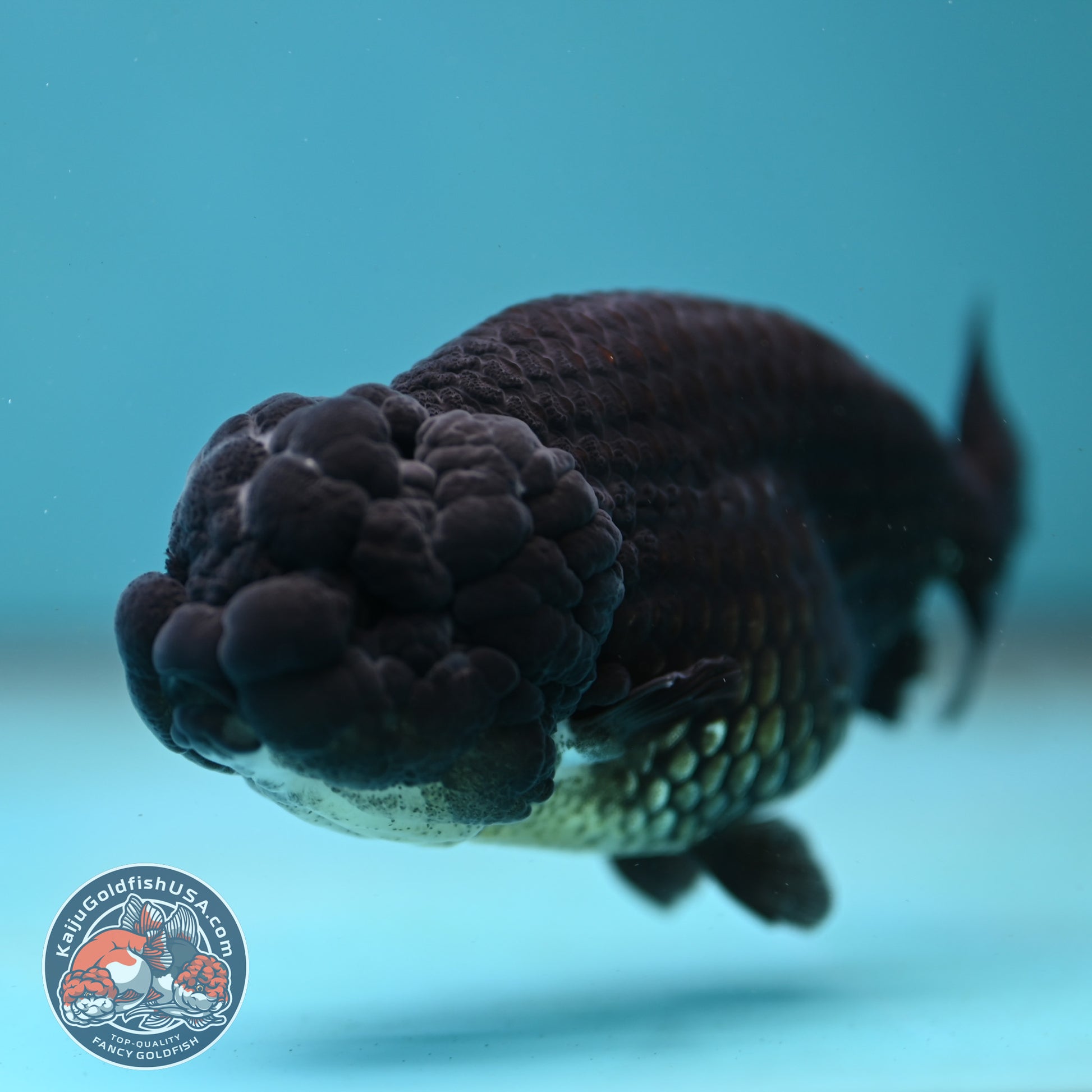 Black Ranchu 3.5 inch Body (260130_RC09)
