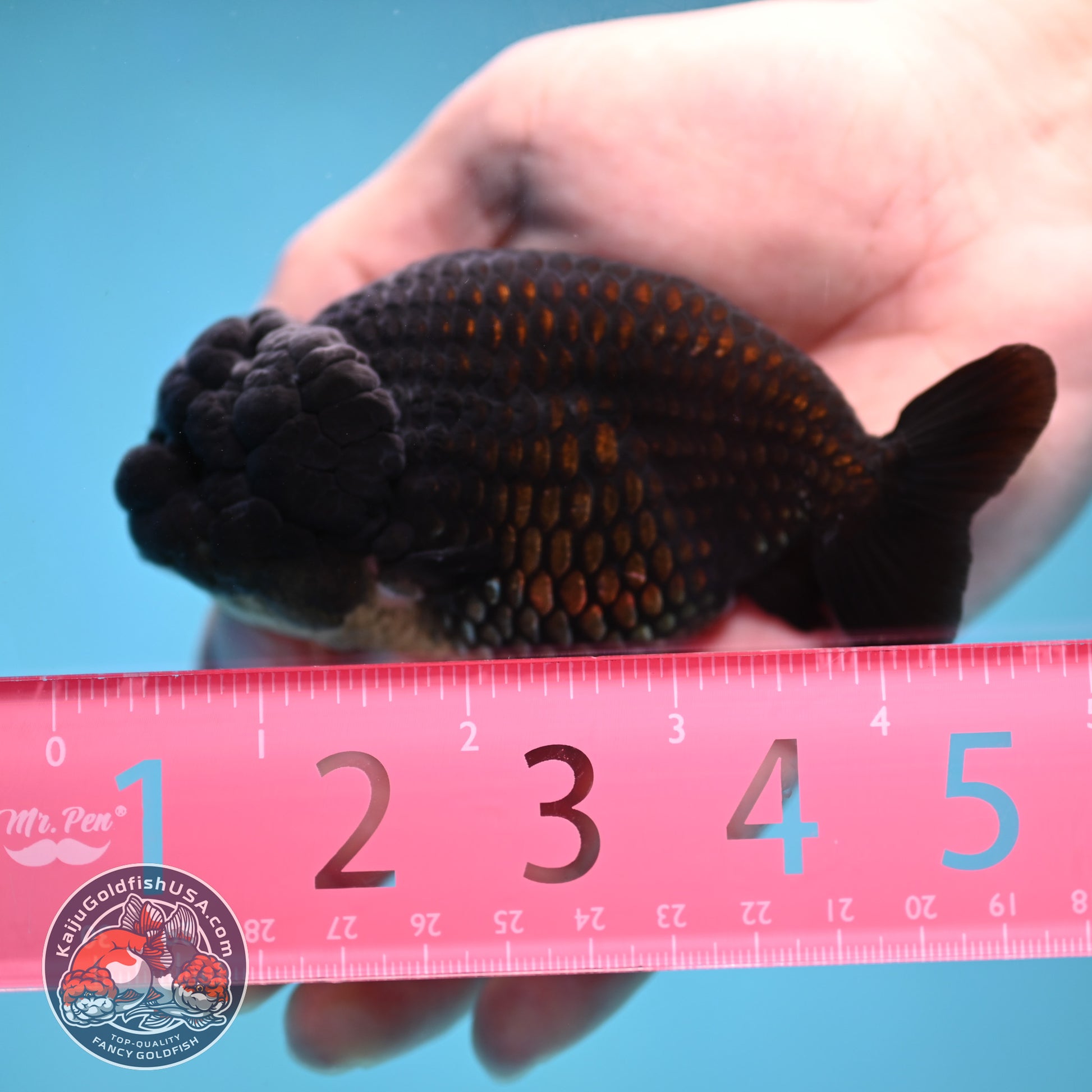 Black Ranchu 3.5 inch Body (260130_RC09)