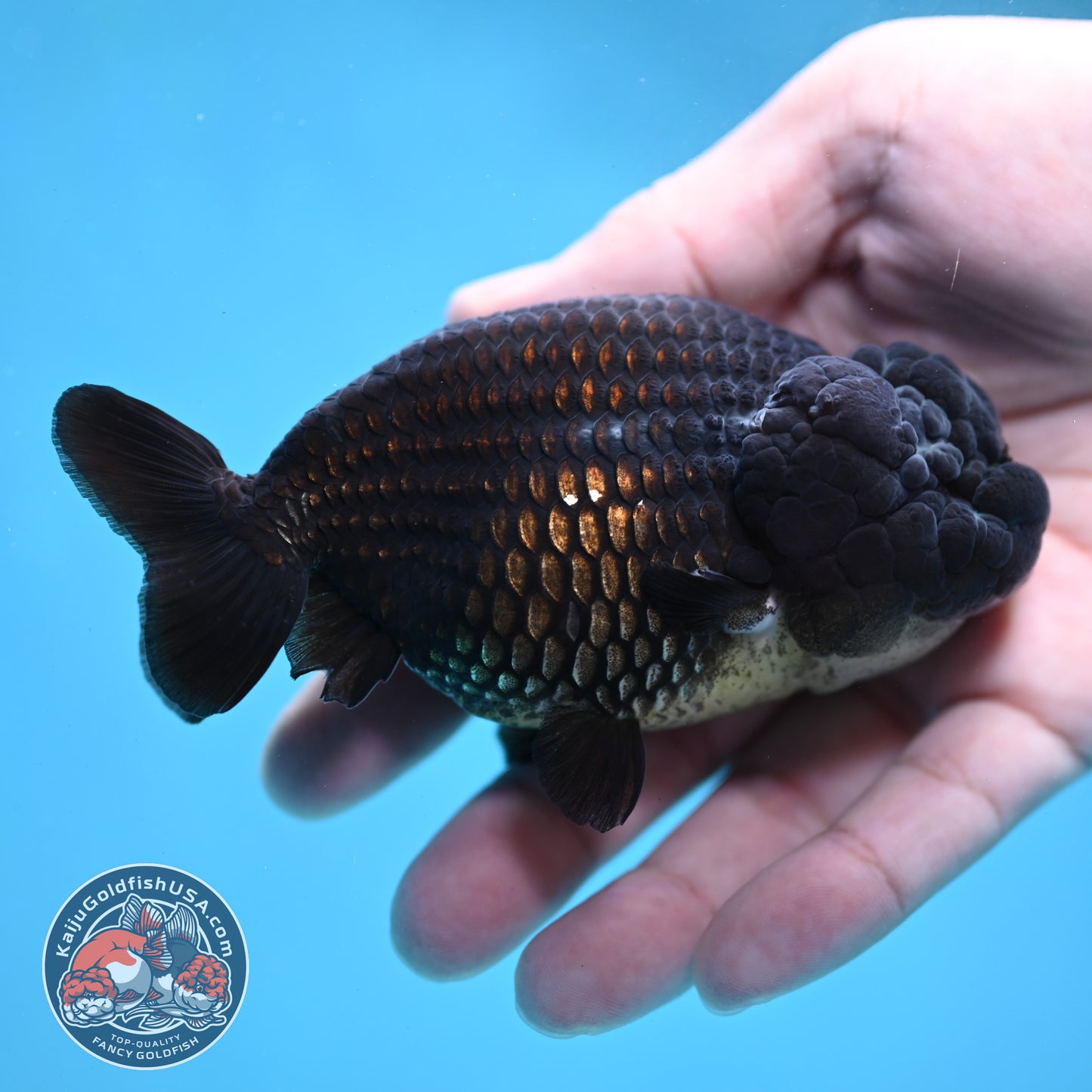 Black Ranchu 3.5 inch Body (260130_RC09)