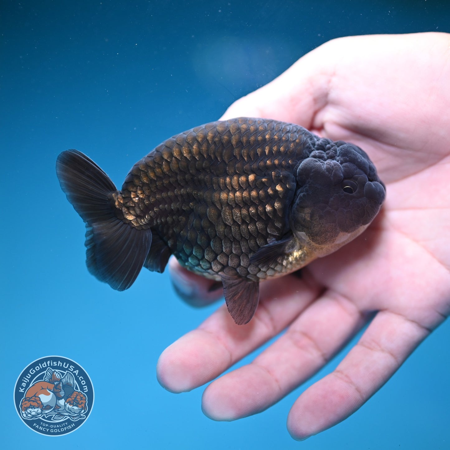 Black Ranchu 3.5 inch Body (260821_RC02)