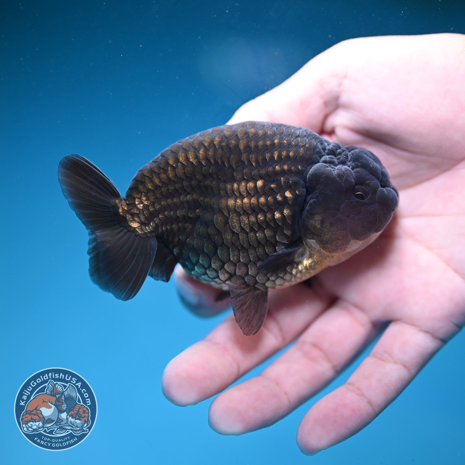 Black Ranchu 3.5 inch Body (260821_RC02)