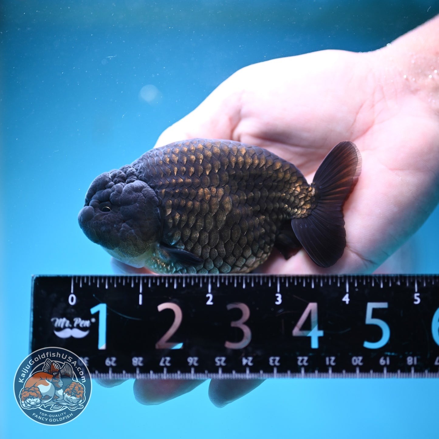 Black Ranchu 3.5 inch Body (260821_RC02)