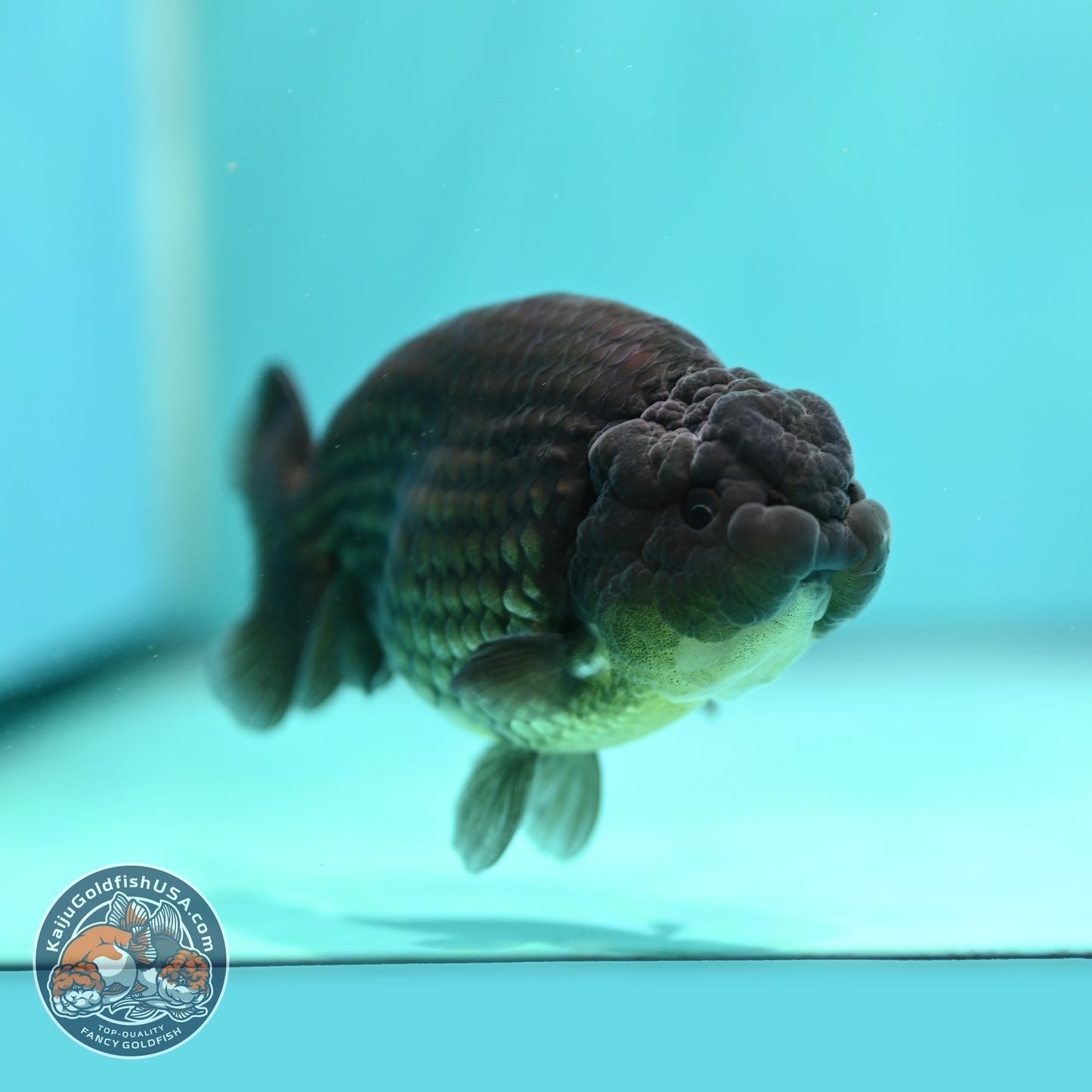 Black Ranchu 3.5 inch Body (260821_RC02)