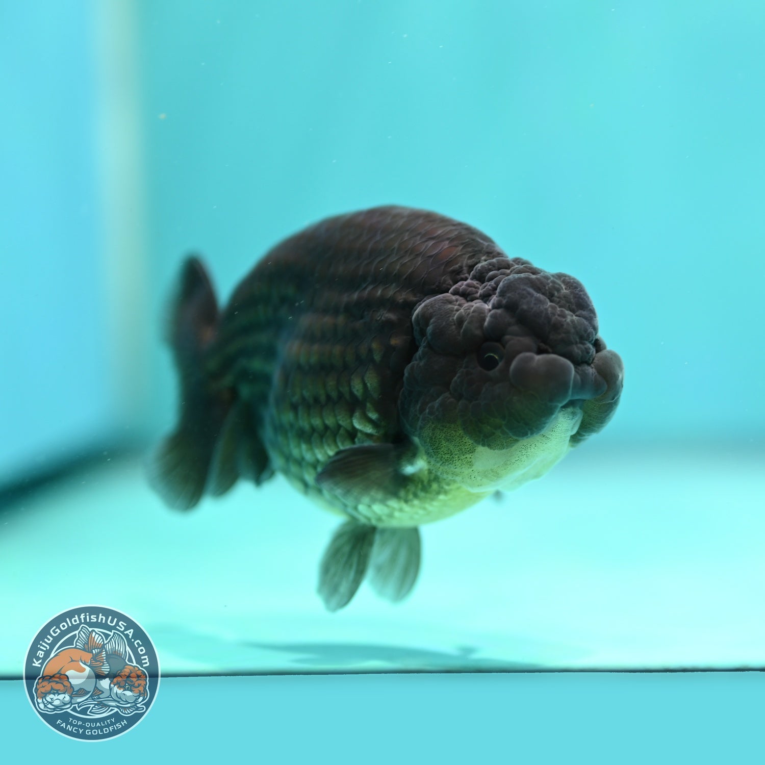 Black Ranchu 3.5 inch Body (260821_RC02)