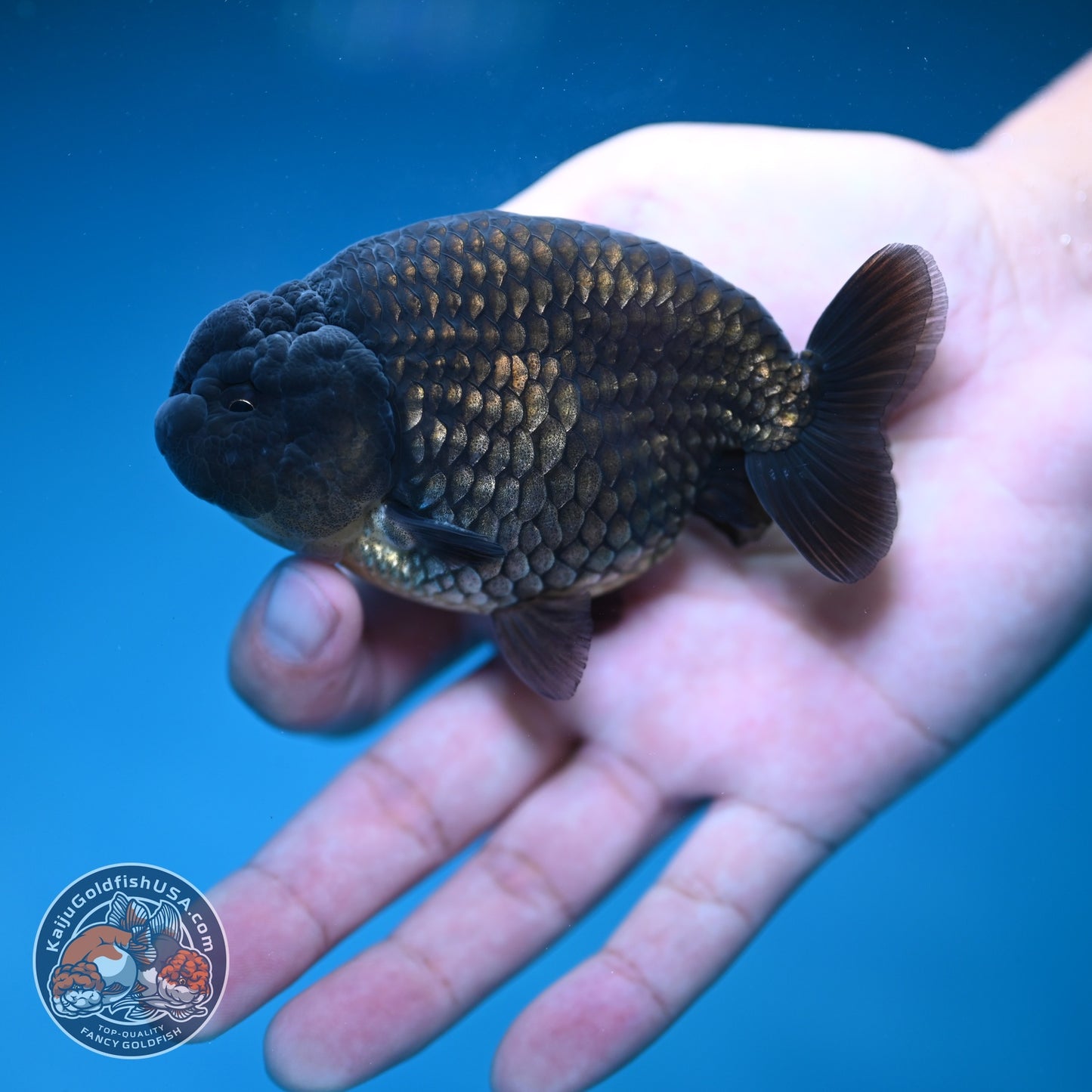 Black Ranchu 3.5 inch Body (260821_RC02)