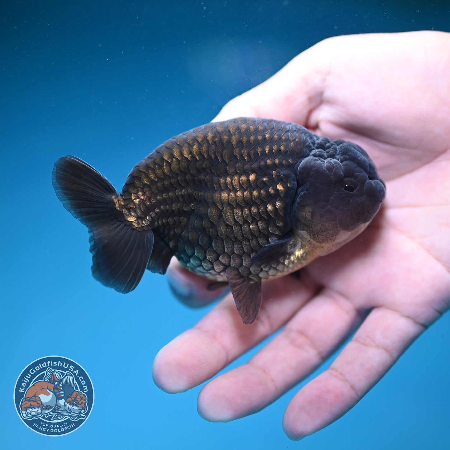 Black Ranchu 3.5 inch Body (260821_RC02)