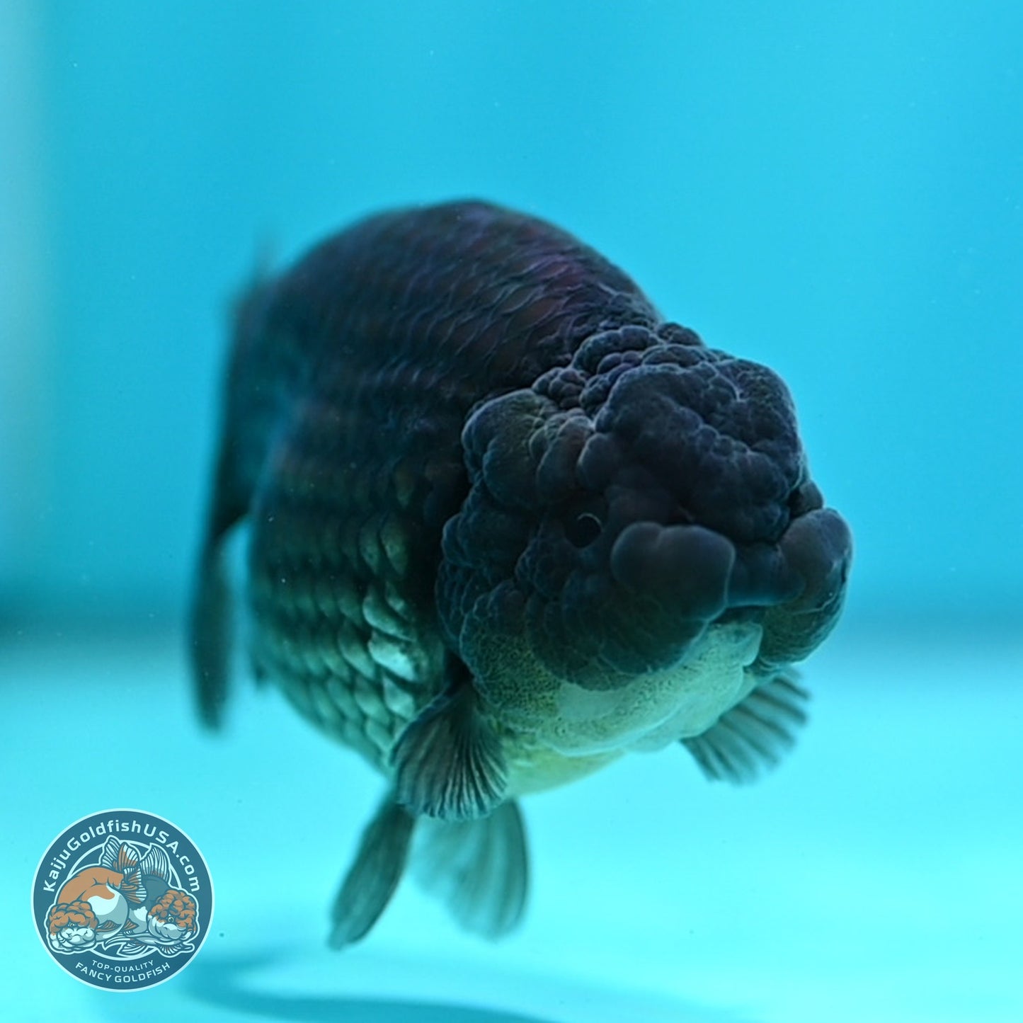 Black Ranchu 3.5 inch Body (260821_RC02)