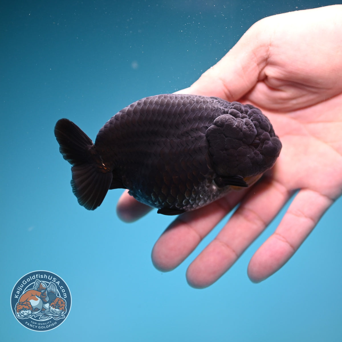 Black Ranchu 4 inch Body (260925_RC04)