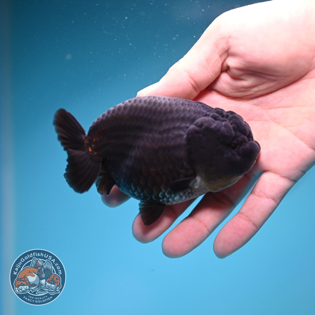 Black Ranchu 4 inch Body (260925_RC04)