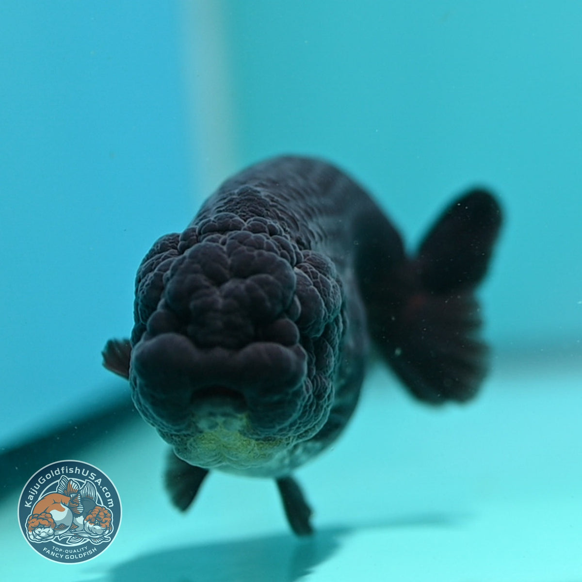 Black Ranchu 4 inch Body (260925_RC04)
