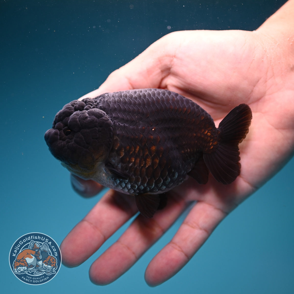 Black Ranchu 4 inch Body (260925_RC04)