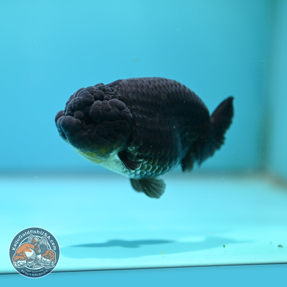 Black Ranchu 4 inch Body (260925_RC04)