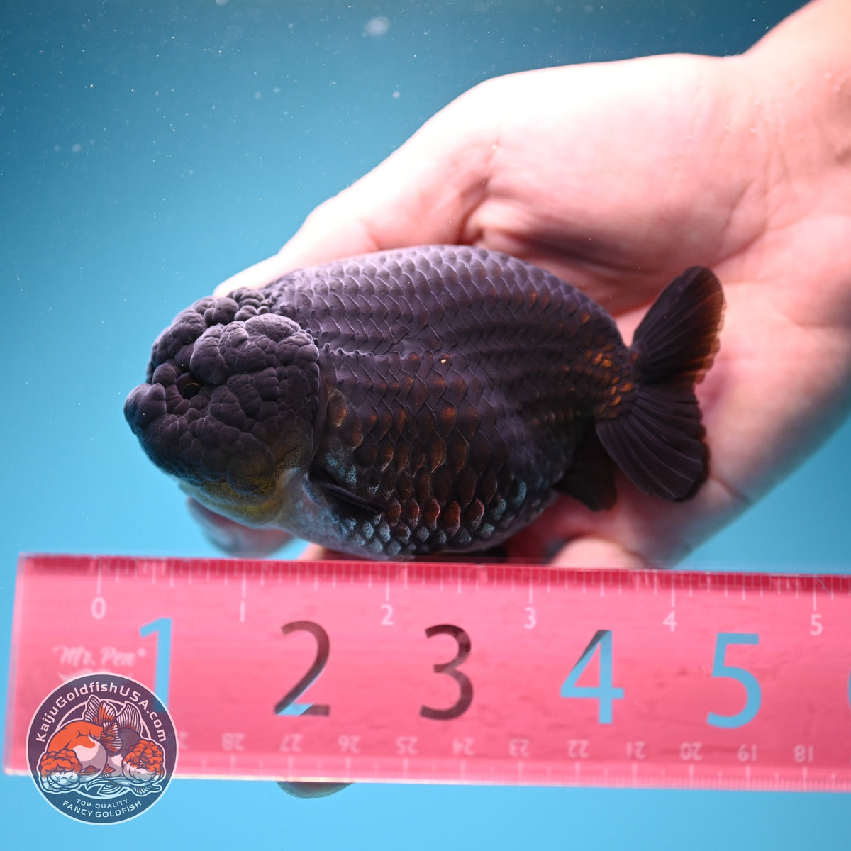 Black Ranchu 4 inch Body (260925_RC04)