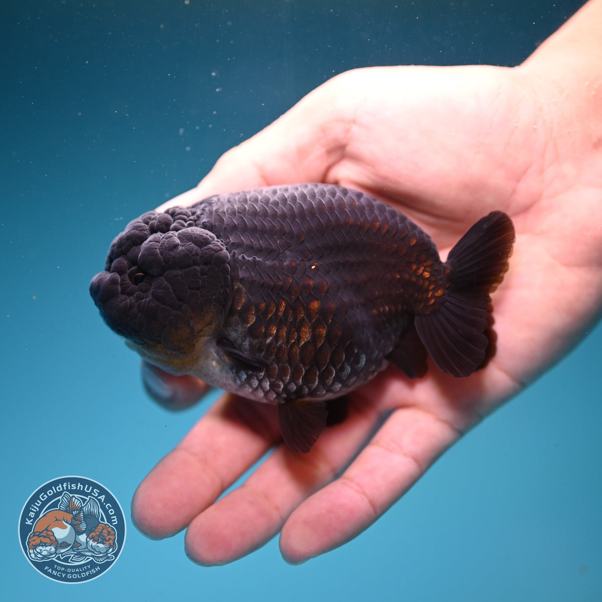 Black Ranchu 4 inch Body (260925_RC04)