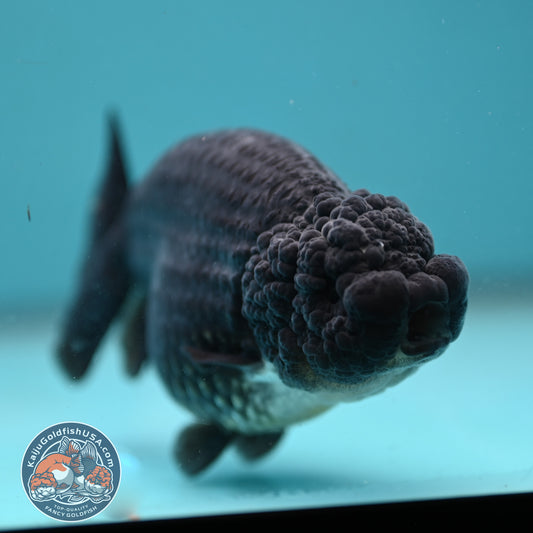 Black Ranchu 4.5 inch Body (251024_RC02)