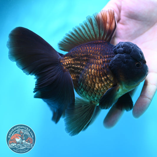 Black Rose Tail Oranda 3.8 inch Body (260501_OR01)
