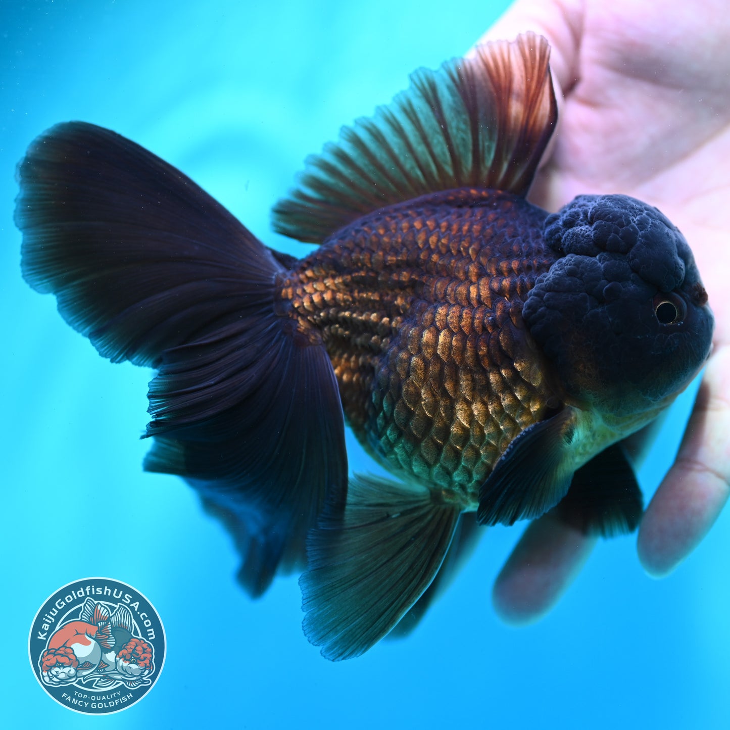 Black Rose Tail Oranda 3.8 inch Body (260501_OR01)