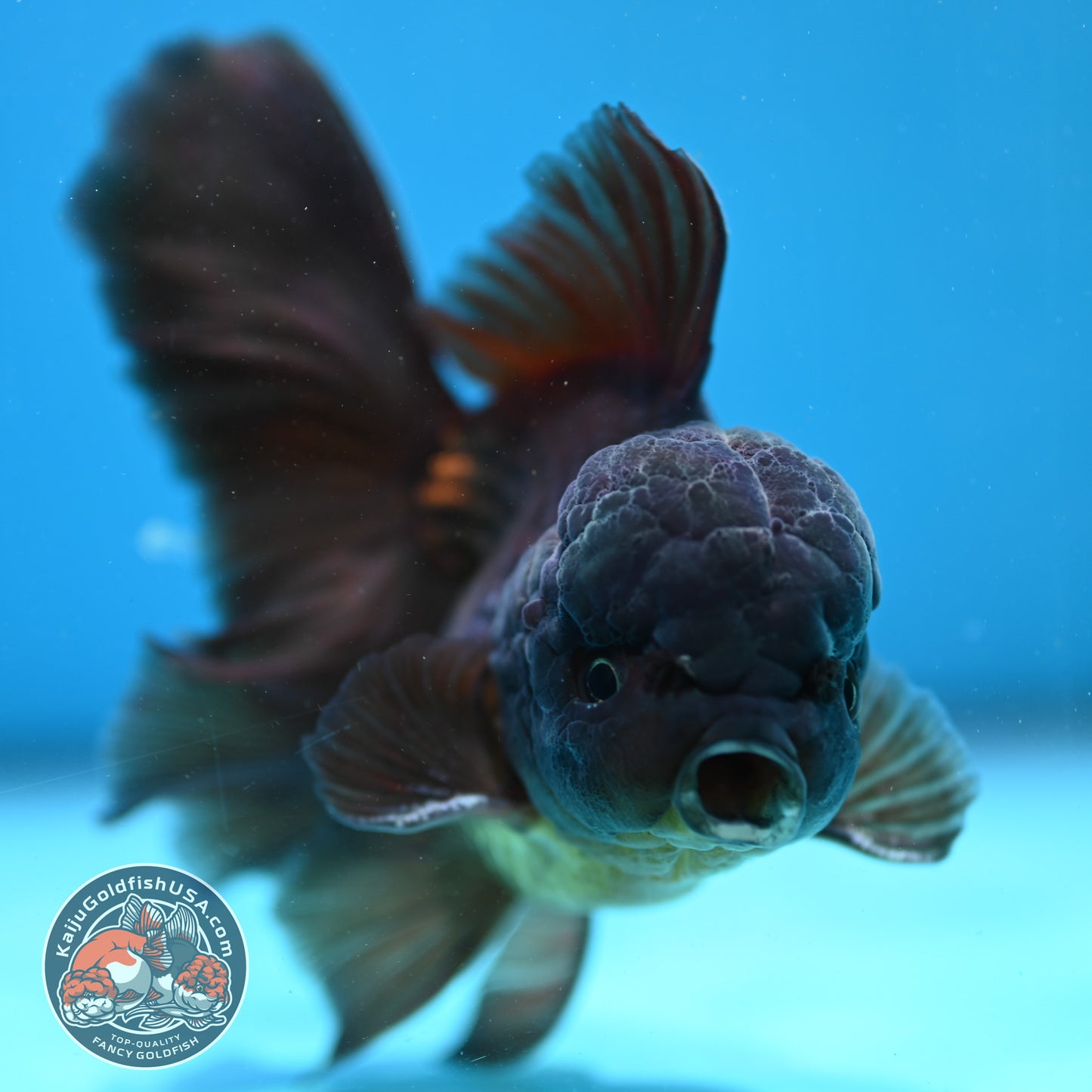 Black Rose Tail Oranda 3.8 inch Body (260501_OR01)