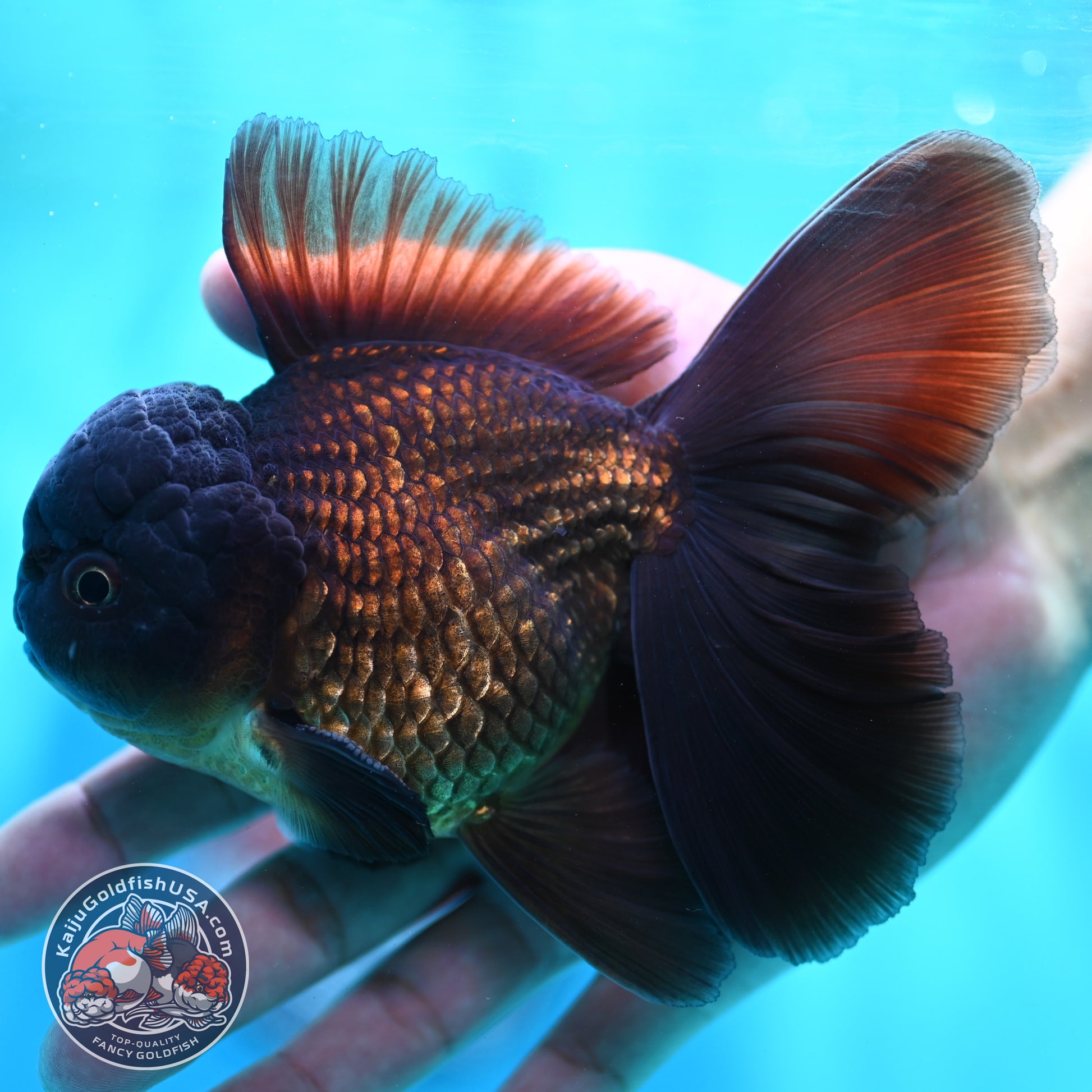 Black Rose Tail Oranda 3.8 inch Body (260501_OR01)