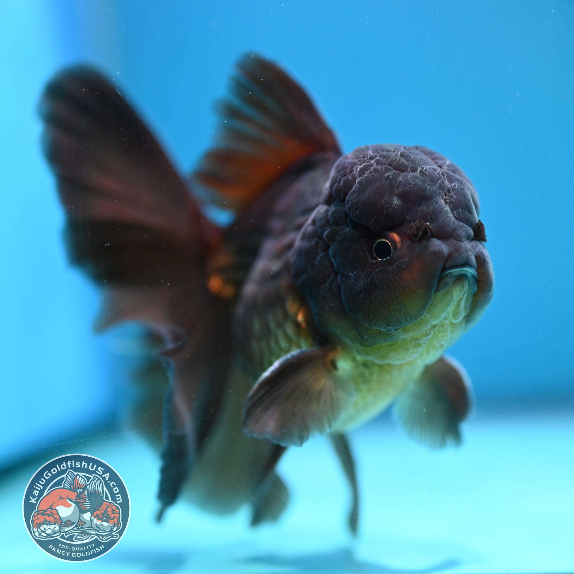 Black Rose Tail Oranda 3.8 inch Body (260501_OR01)