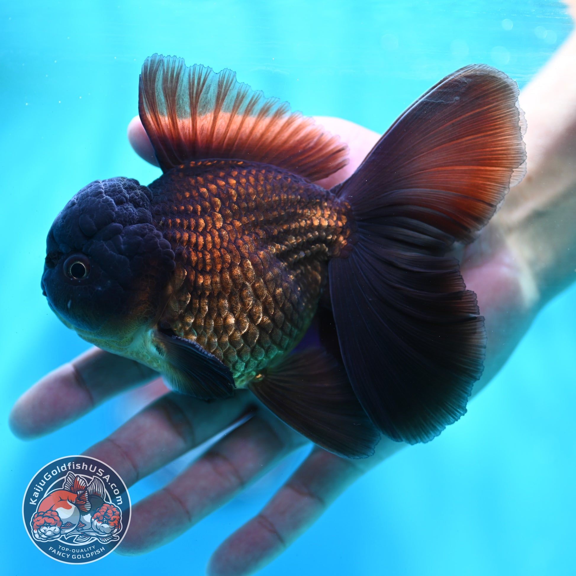 Black Rose Tail Oranda 3.8 inch Body (260501_OR01)