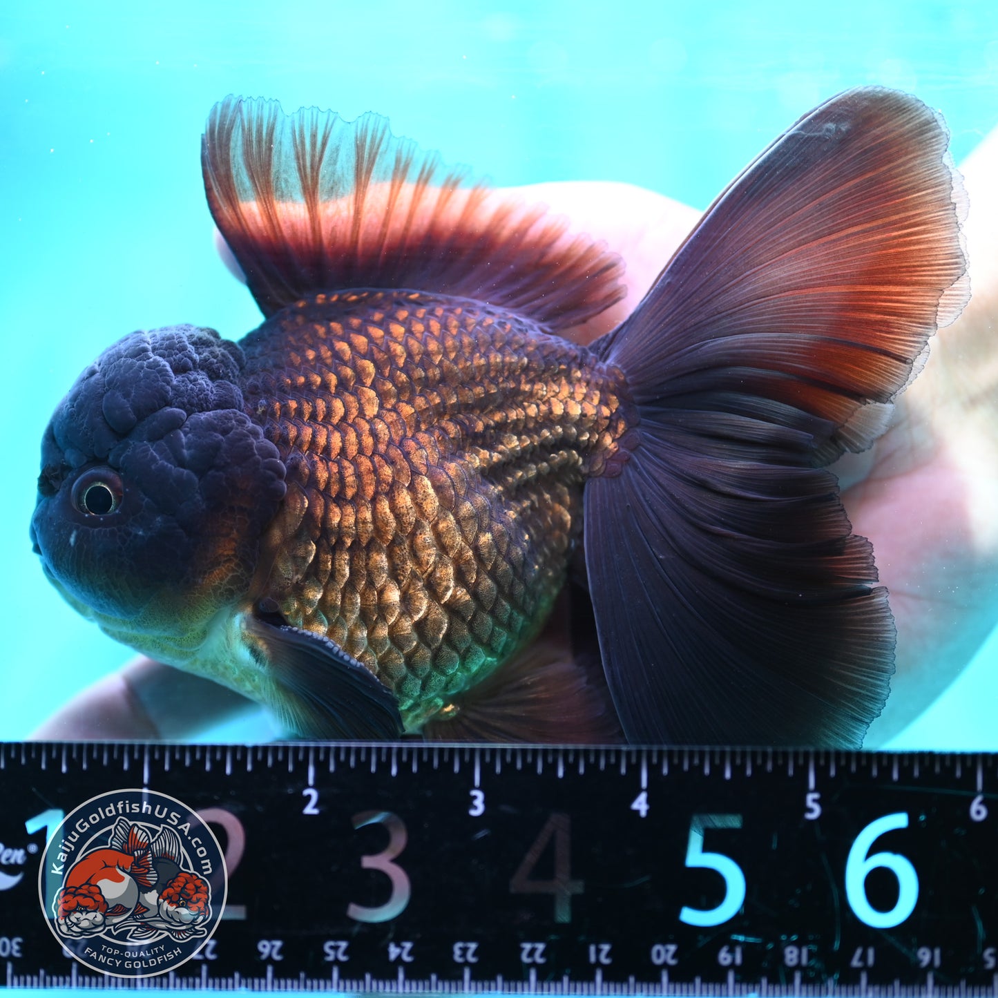 Black Rose Tail Oranda 3.8 inch Body (260501_OR01)