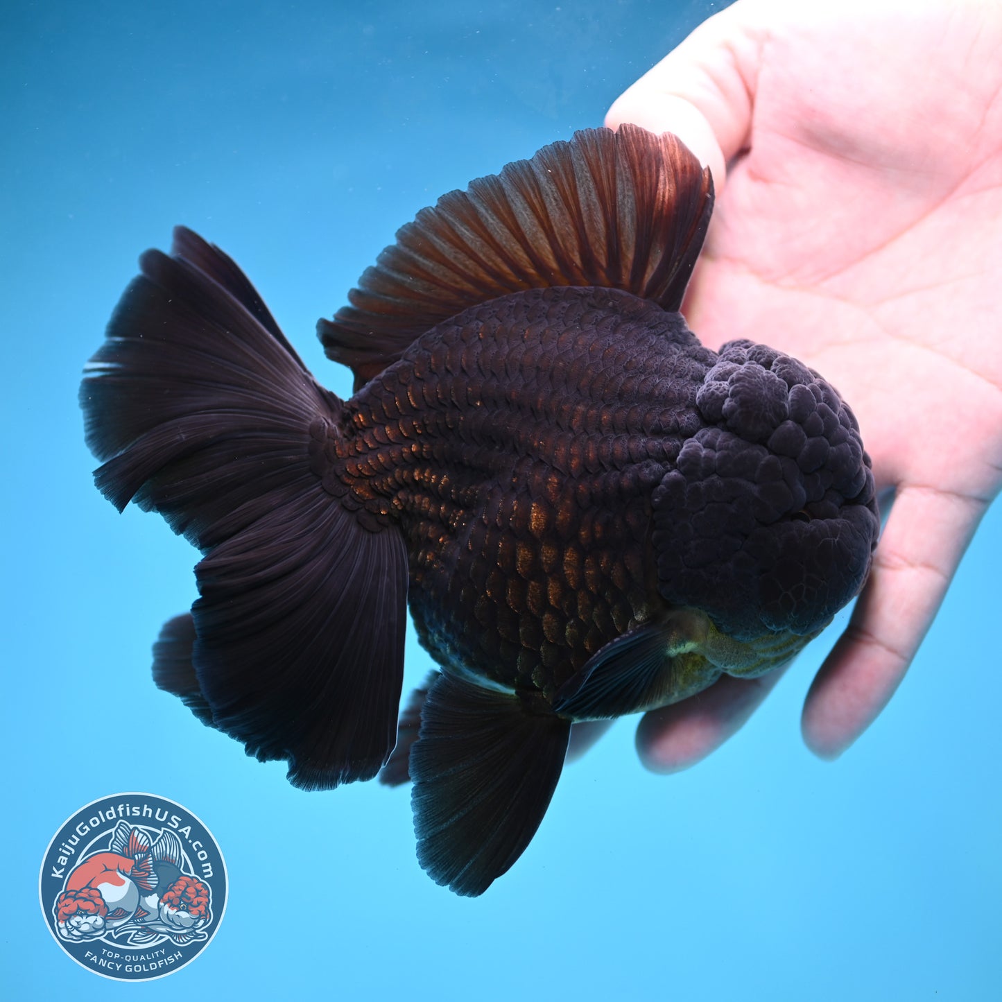 Black Rose Tail Oranda 4 inch Body (260227_OR06)