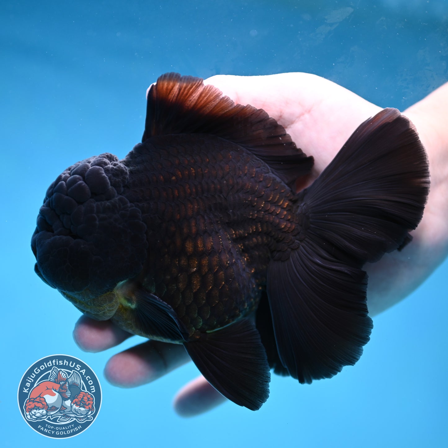 Black Rose Tail Oranda 4 inch Body (260227_OR06)