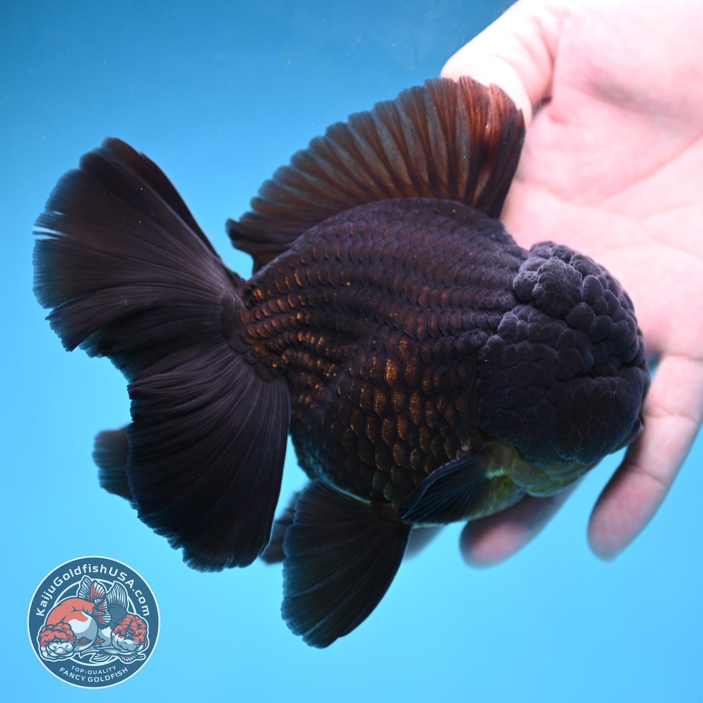 Black Rose Tail Oranda 4 inch Body (260227_OR06)