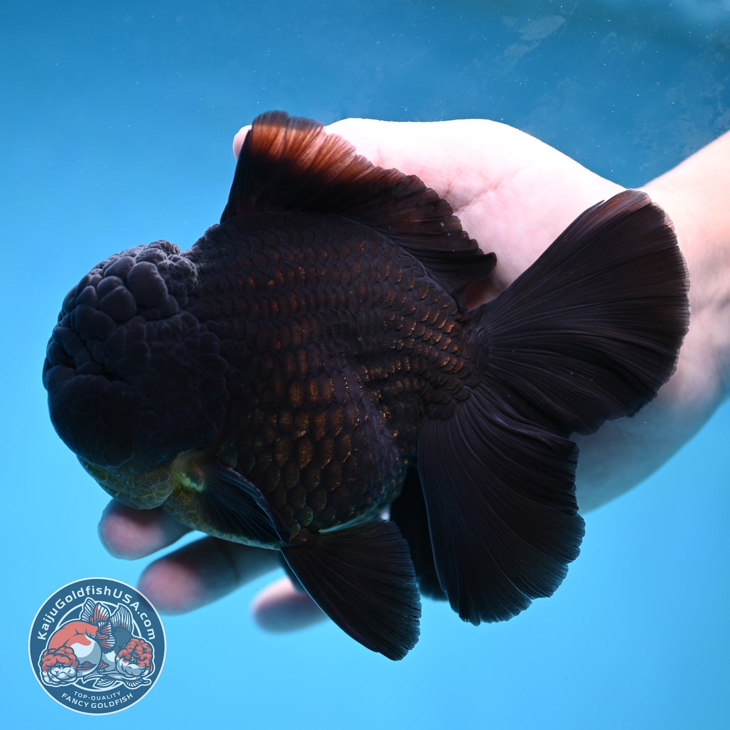 Black Rose Tail Oranda 4 inch Body (260227_OR06)
