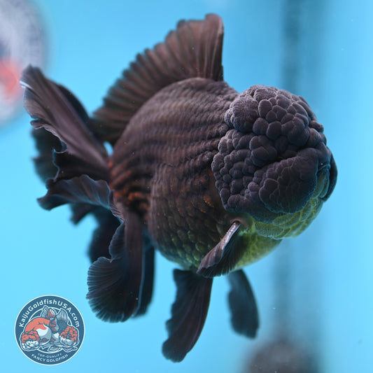 Black Rose Tail Oranda 4 inch Body (260227_OR06)