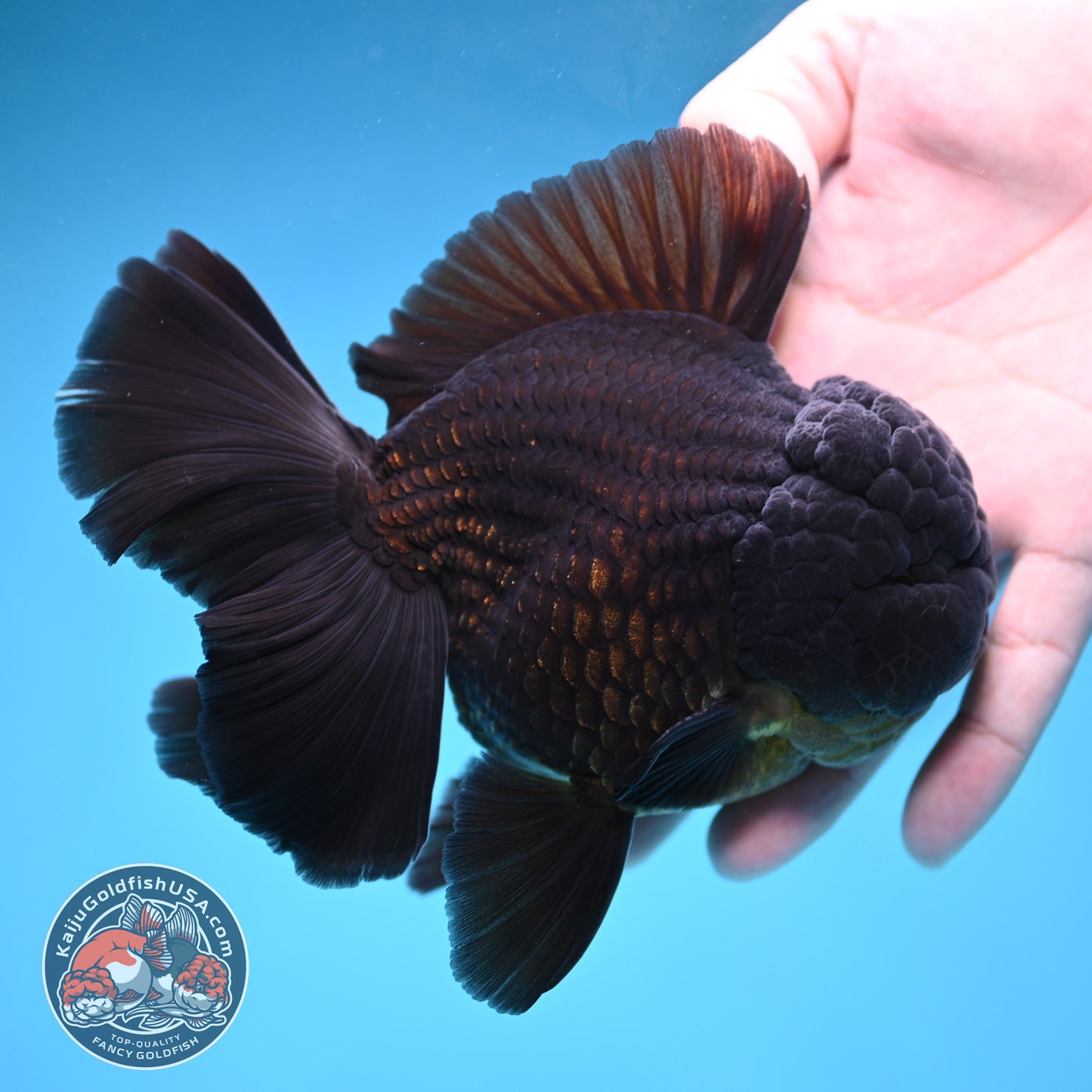 Black Rose Tail Oranda 4 inch Body (260227_OR06)