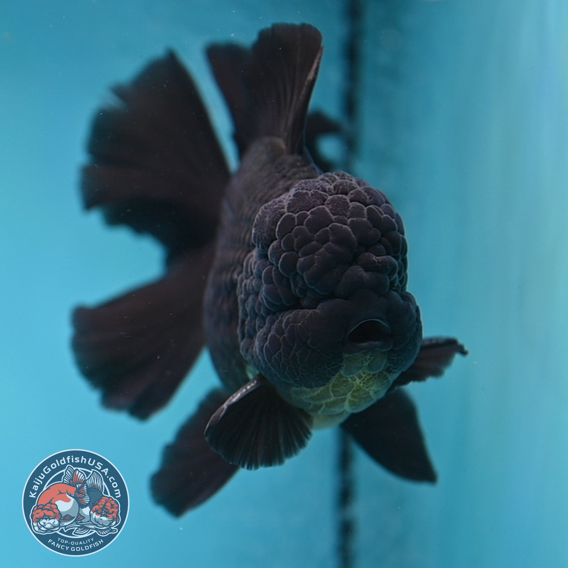 Black Rose Tail Oranda 4 inch Body (260227_OR06)